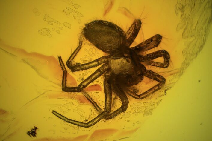 Fossil Spider (Aranea) In Baltic Amber #72210